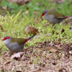 Neochmia temporalis (Red-browed Finch) at Wonga Wetlands - 23 Jul 2022 by KylieWaldon