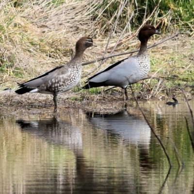 Chenonetta jubata (Australian Wood Duck) at Wonga Wetlands - 23 Jul 2022 by KylieWaldon