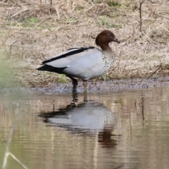 Chenonetta jubata at Splitters Creek, NSW - 23 Jul 2022