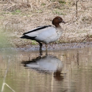 Chenonetta jubata at Splitters Creek, NSW - 23 Jul 2022