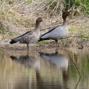 Chenonetta jubata at Splitters Creek, NSW - 23 Jul 2022