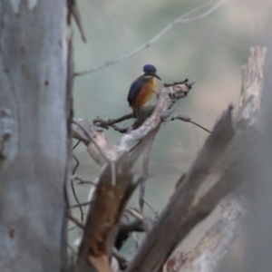 Ceyx azureus at Splitters Creek, NSW - 23 Jul 2022 11:29 AM