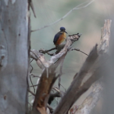 Ceyx azureus (Azure Kingfisher) at Albury - 23 Jul 2022 by KylieWaldon