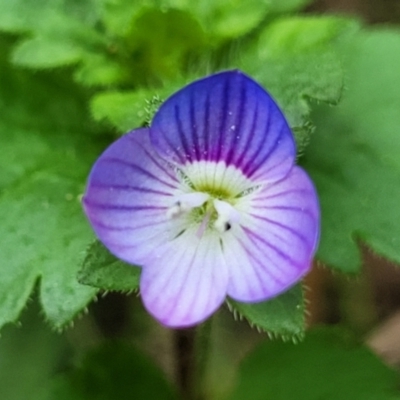 Veronica persica (Creeping Speedwell) at Goobarragandra, NSW - 23 Jul 2022 by trevorpreston