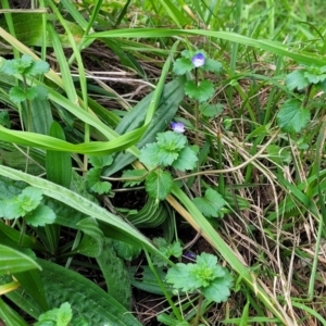 Veronica persica at Goobarragandra, NSW - 23 Jul 2022