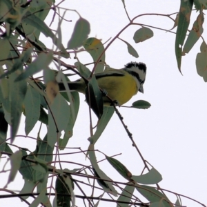 Falcunculus frontatus at Splitters Creek, NSW - 23 Jul 2022 10:58 AM