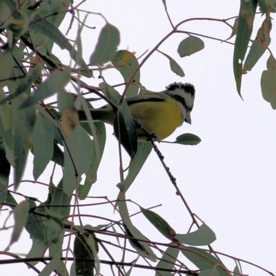 Falcunculus frontatus (Eastern Shrike-tit) at Wonga Wetlands - 23 Jul 2022 by KylieWaldon