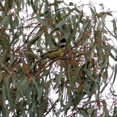 Falcunculus frontatus at Splitters Creek, NSW - 23 Jul 2022 10:58 AM