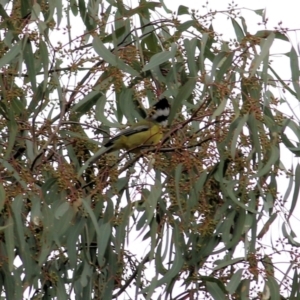 Falcunculus frontatus at Splitters Creek, NSW - 23 Jul 2022 10:58 AM