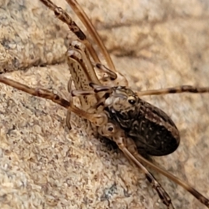 Opiliones (order) at Goobarragandra, NSW - 23 Jul 2022