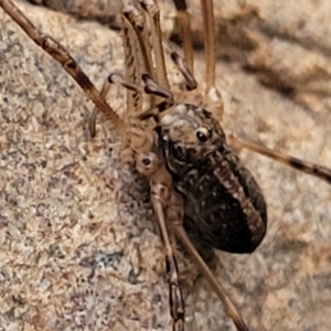 Opiliones (order) at Goobarragandra, NSW - 23 Jul 2022