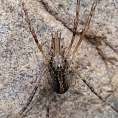 Opiliones (order) at Goobarragandra, NSW - 23 Jul 2022