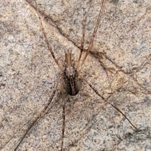 Opiliones (order) at Goobarragandra, NSW - 23 Jul 2022