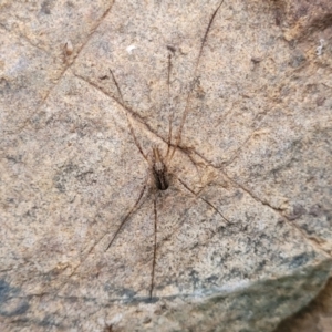 Opiliones (order) at Goobarragandra, NSW - 23 Jul 2022