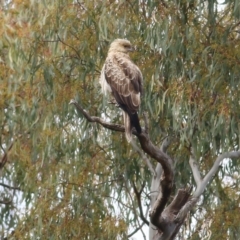 Haliastur sphenurus (Whistling Kite) at Albury - 23 Jul 2022 by KylieWaldon