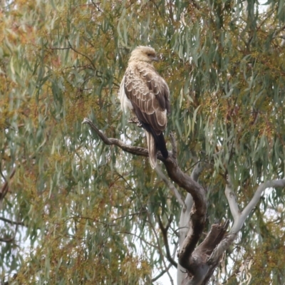 Haliastur sphenurus (Whistling Kite) at Splitters Creek, NSW - 23 Jul 2022 by KylieWaldon