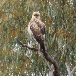 Haliastur sphenurus at Splitters Creek, NSW - 23 Jul 2022