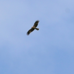 Haliastur sphenurus at Splitters Creek, NSW - 23 Jul 2022