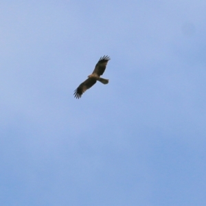 Haliastur sphenurus at Splitters Creek, NSW - 23 Jul 2022 11:57 AM