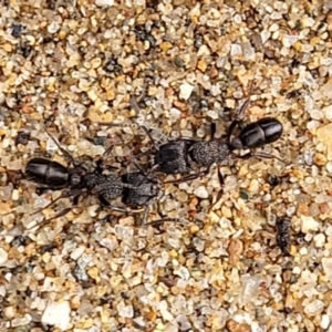 Rhytidoponera sp. (genus) at Goobarragandra, NSW - 23 Jul 2022