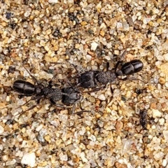 Rhytidoponera sp. (genus) (Rhytidoponera ant) at Goobarragandra, NSW - 23 Jul 2022 by trevorpreston