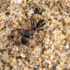 Rhytidoponera sp. (genus) at Goobarragandra, NSW - 23 Jul 2022