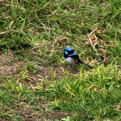 Malurus cyaneus (Superb Fairywren) at Goobarragandra, NSW - 23 Jul 2022 by trevorpreston