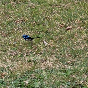 Malurus cyaneus at Goobarragandra, NSW - 23 Jul 2022