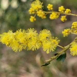 Acacia pravissima at Goobarragandra, NSW - 23 Jul 2022