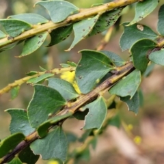 Acacia pravissima at Goobarragandra, NSW - 23 Jul 2022