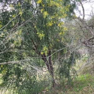 Acacia pravissima at Goobarragandra, NSW - 23 Jul 2022