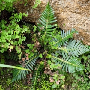 Blechnum nudum at Goobarragandra, NSW - 23 Jul 2022