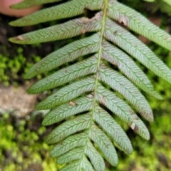 Blechnum nudum at Goobarragandra, NSW - 23 Jul 2022 02:32 PM