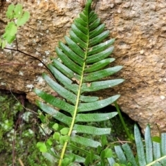 Blechnum nudum at Goobarragandra, NSW - 23 Jul 2022