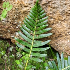 Blechnum nudum at Goobarragandra, NSW - 23 Jul 2022