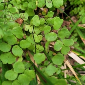 Adiantum aethiopicum at Goobarragandra, NSW - 23 Jul 2022