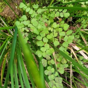 Adiantum aethiopicum at Goobarragandra, NSW - 23 Jul 2022