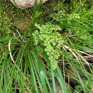 Adiantum aethiopicum at Goobarragandra, NSW - 23 Jul 2022