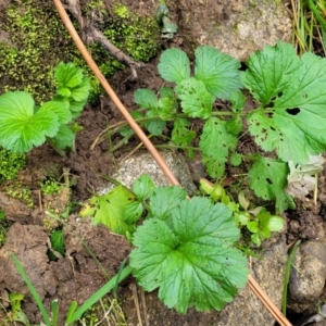 Pelargonium australe at Goobarragandra, NSW - 23 Jul 2022 02:31 PM