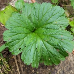 Pelargonium australe at Goobarragandra, NSW - 23 Jul 2022 02:31 PM