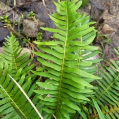 Blechnum nudum (Fishbone water fern) at Goobarragandra, NSW - 23 Jul 2022 by trevorpreston