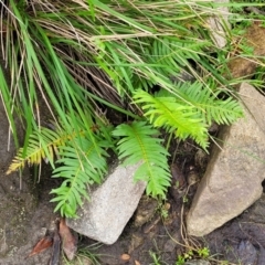 Blechnum nudum at Goobarragandra, NSW - 23 Jul 2022