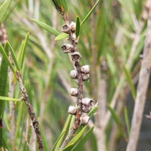 Callistemon sieberi at Goobarragandra, NSW - 23 Jul 2022