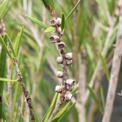 Callistemon sieberi (River Bottlebrush) at Goobarragandra, NSW - 23 Jul 2022 by trevorpreston