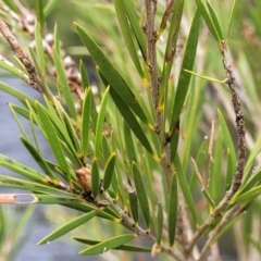 Callistemon sieberi at Goobarragandra, NSW - 23 Jul 2022