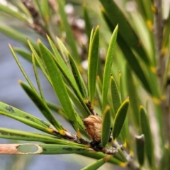 Callistemon sieberi at Goobarragandra, NSW - 23 Jul 2022 02:27 PM