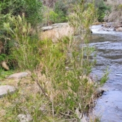 Callistemon sieberi at Goobarragandra, NSW - 23 Jul 2022