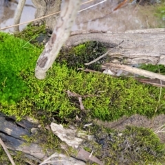 Unidentified Moss / Liverwort / Hornwort (TBC) at Goobarragandra, NSW - 23 Jul 2022 by trevorpreston