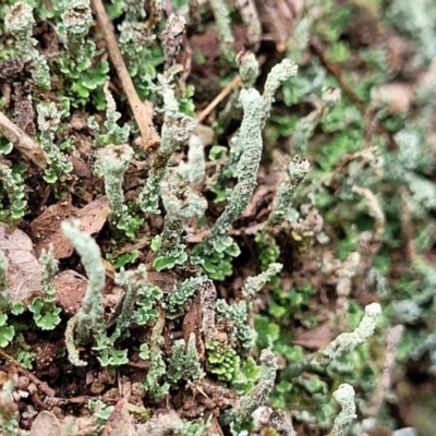 Cladia sp. (genus) at Kosciuszko National Park - 23 Jul 2022 by trevorpreston