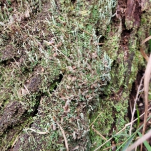 Cladia sp. (genus) at Goobarragandra, NSW - 23 Jul 2022